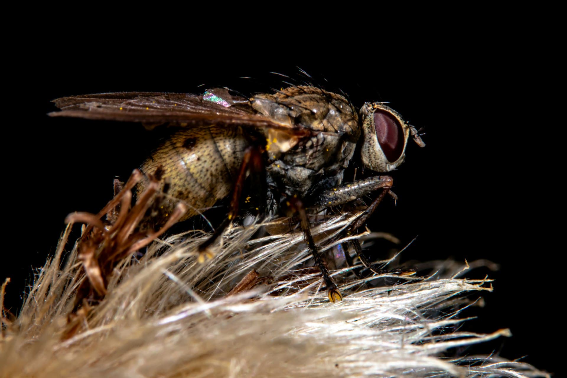 Adult housefly, Musca domestica — the species behind IMAGO's process